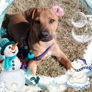 Meet your Posher, Robin